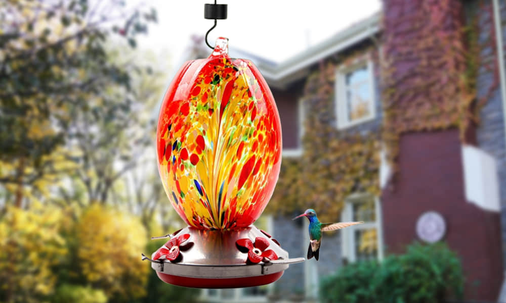 The Secret Revealed: Why All Hummingbirds Go To My Neighbor's Garden