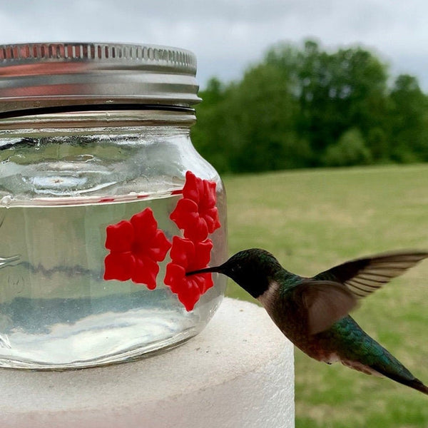 Beautiful Mason Jar Hummingbird Feeder W/ Three Ports